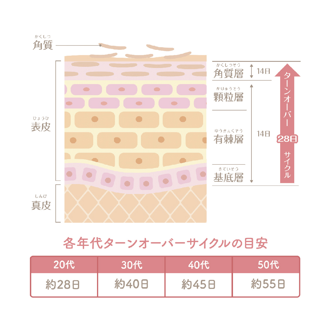 サイクルターンオーバーイメージ