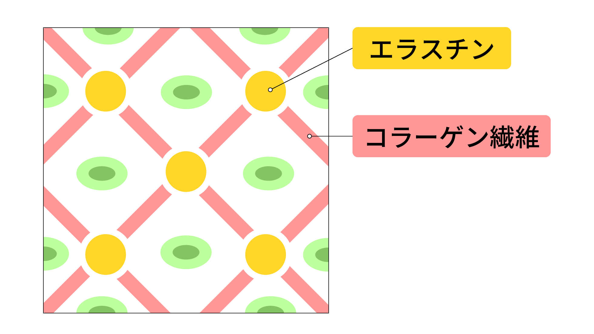 コラーゲンやエラスチンについてのイラスト