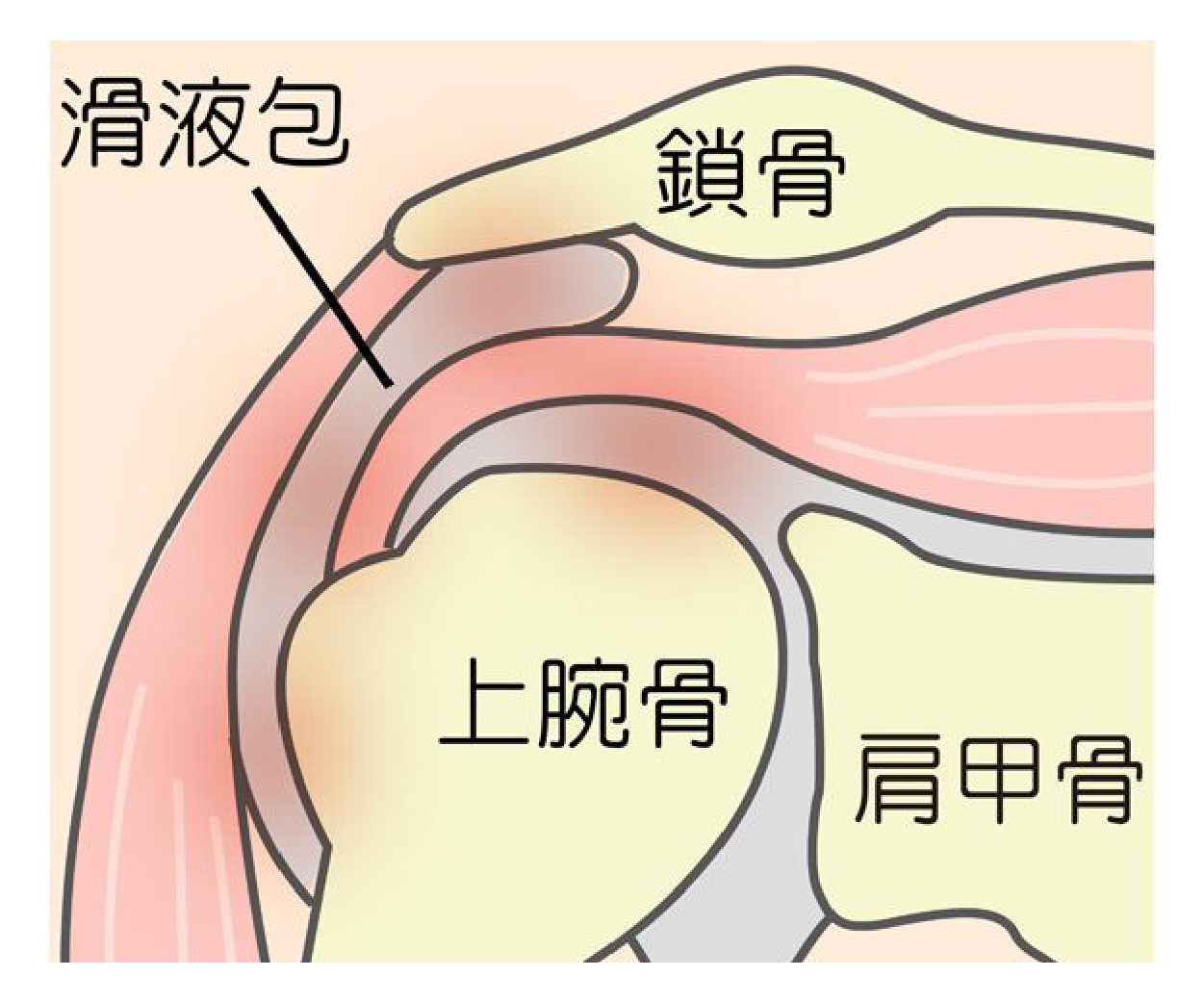 筋肉への負担