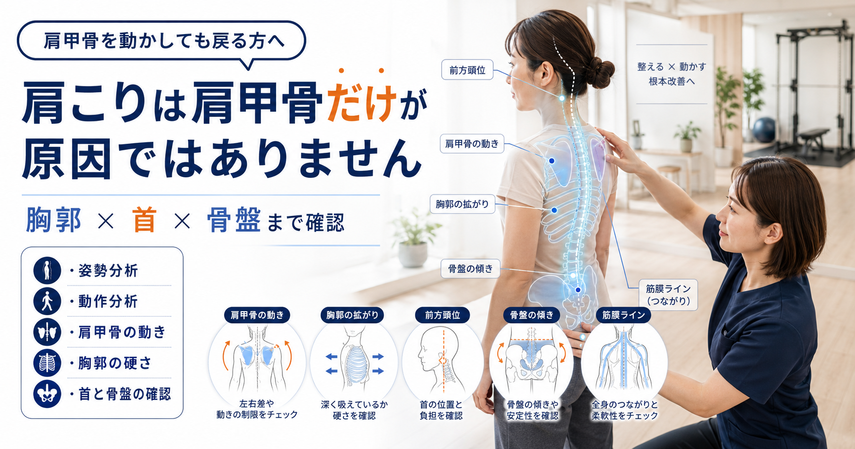 みらい平Life Fun鍼灸接骨院で肩こりに対して女性施術者が肩甲骨、胸郭、首、骨盤、筋膜のつながりを姿勢分析しているアイキャッチ画像